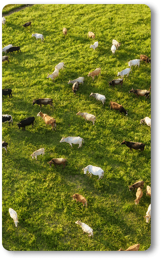 Somos Pal Campo