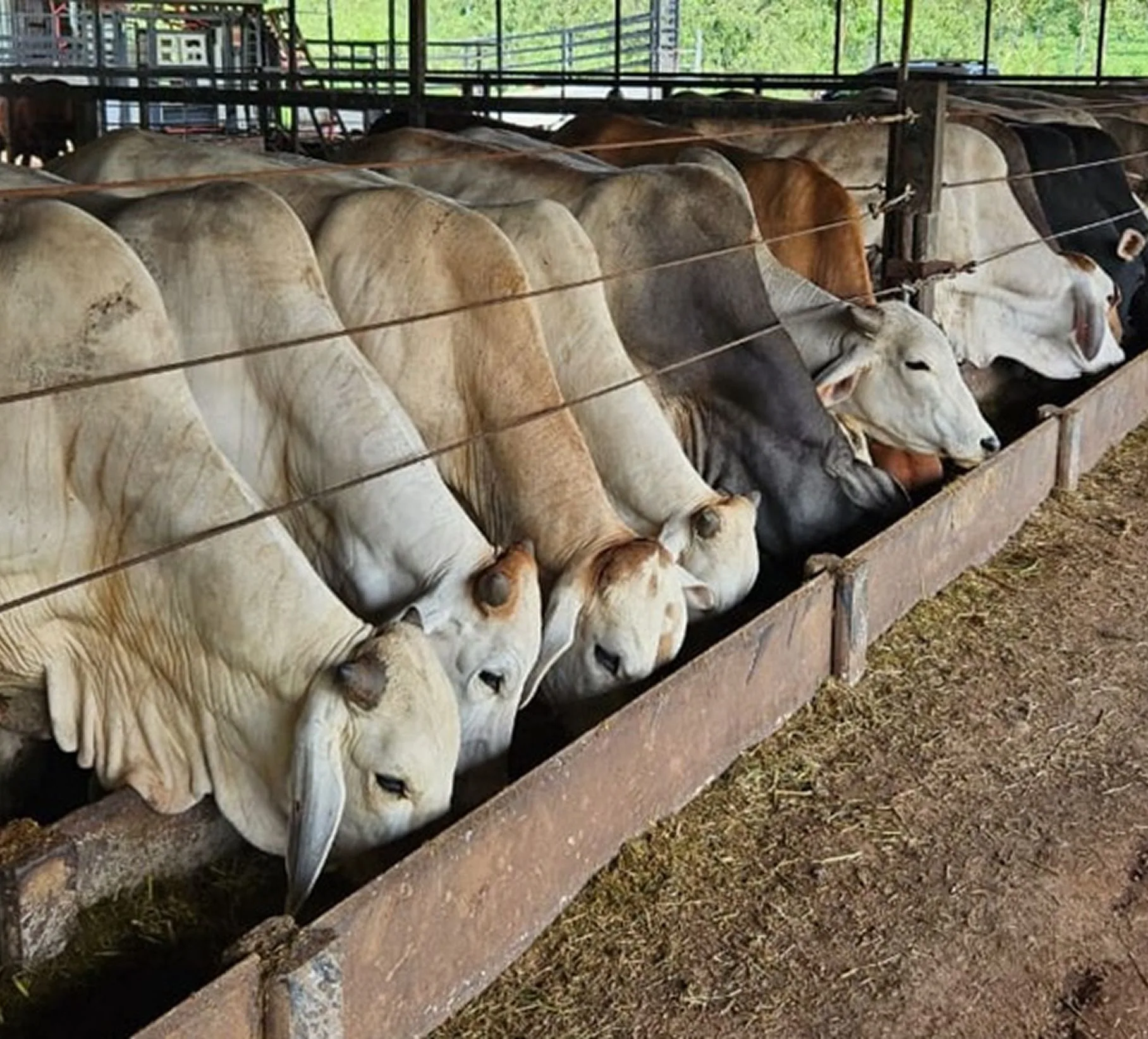 Diseño de feedlots